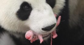 Panda nato in cattività, un miracolo rosa (VIDEO)
