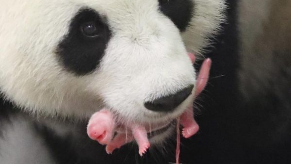 Panda nato in cattività, un miracolo rosa (VIDEO)