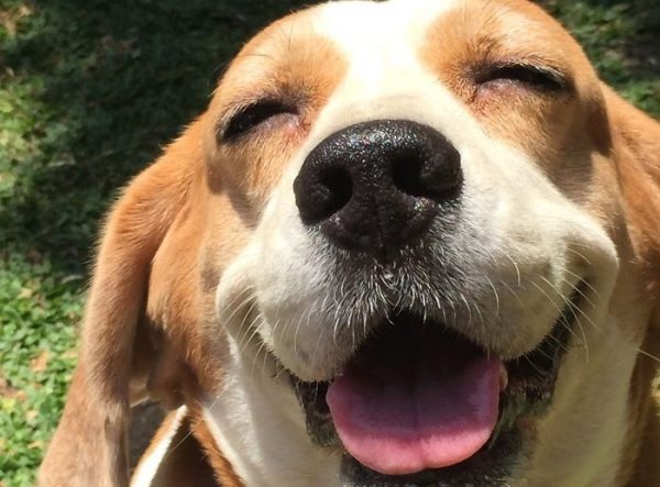 Primo piano beagle