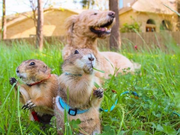 Un cane e due cani della prateria