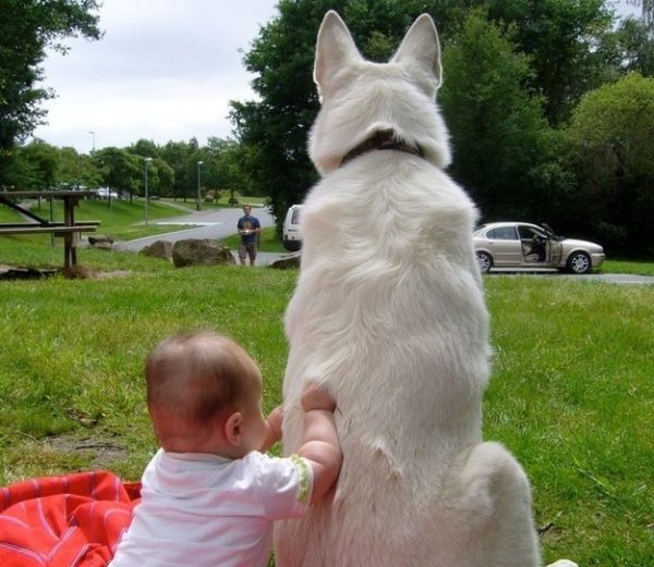 bambino piccolo e grande cane