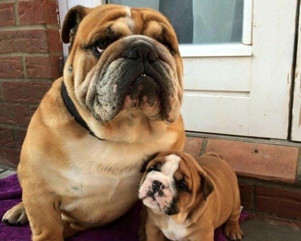 bulldog con cucciolo