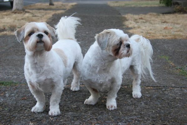 cagnolini bianchi