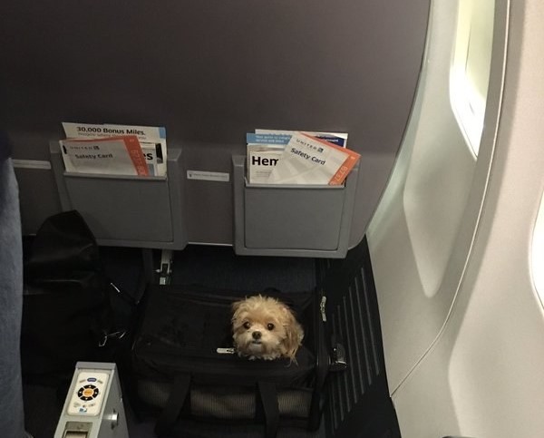 cagnolino in aereo