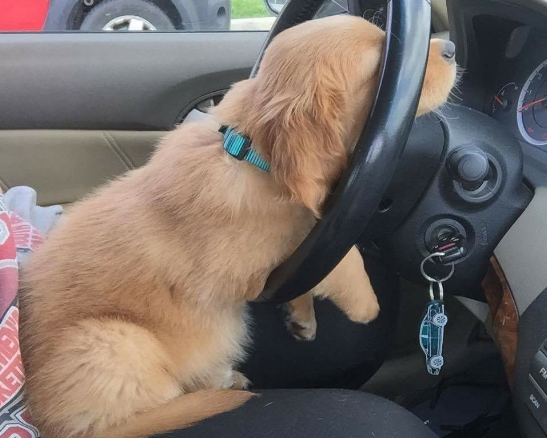 cane addormentato al volante