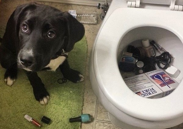 cane al bagno