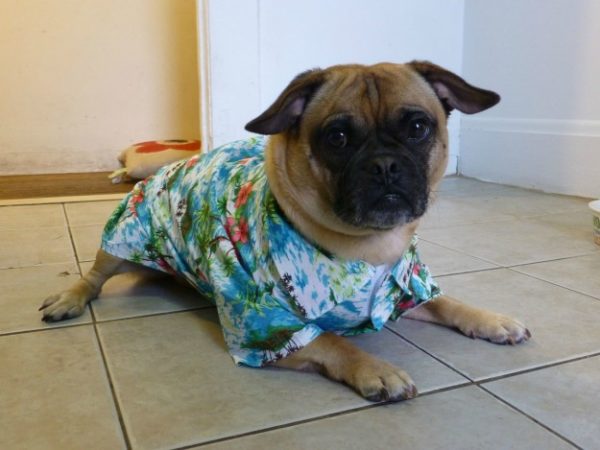 cane con camicia