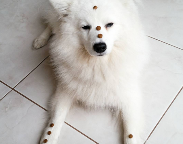 cane con croccantini addosso