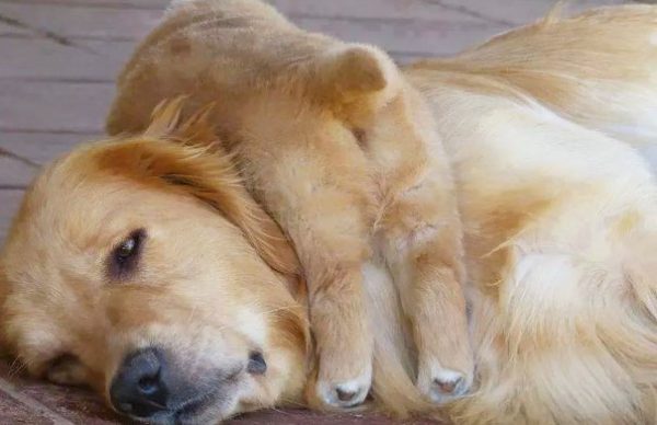 cane con cucciolo sulla testa