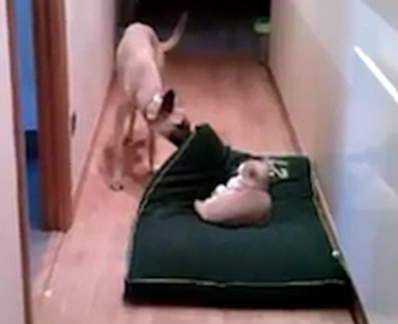 Tra cane e gatto non si metta il cuscino (VIDEO)