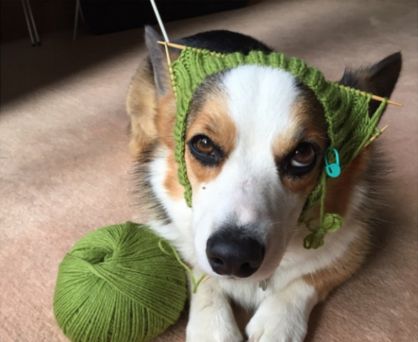 cane con lavoro a maglia in testa