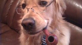 10 cani impegnati nella vita quotidiana (FOTO)