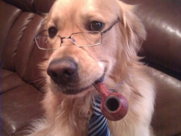 cane con occhiali e pipa