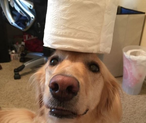 cane con rotolo di carta in testa