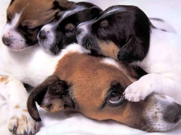 cane con tre cuccioli addosso
