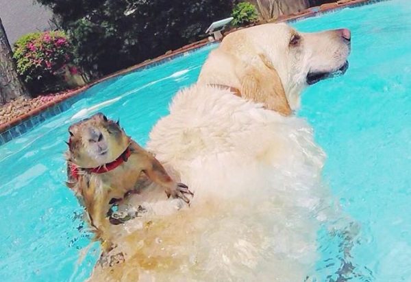 cane della prateria e cane in piscina