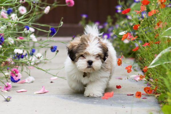 Mini dog club, l'orgoglio d'essere piccoli pets