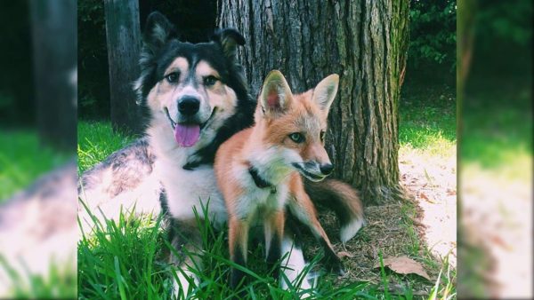 Juniper e Moose, volpe e cane amici per la pelliccia (VIDEO)