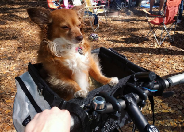 cane in bicicletta