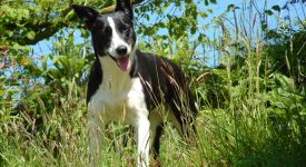 10 cani tremendamente energetici (FOTO)