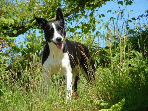 cane in campagna