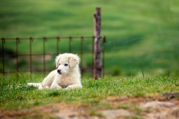 cucciolo, leishmaniosi