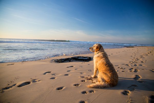 cane in spiaggia