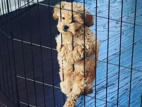 cane in una gabbia