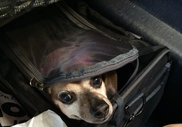 cane in una valigia