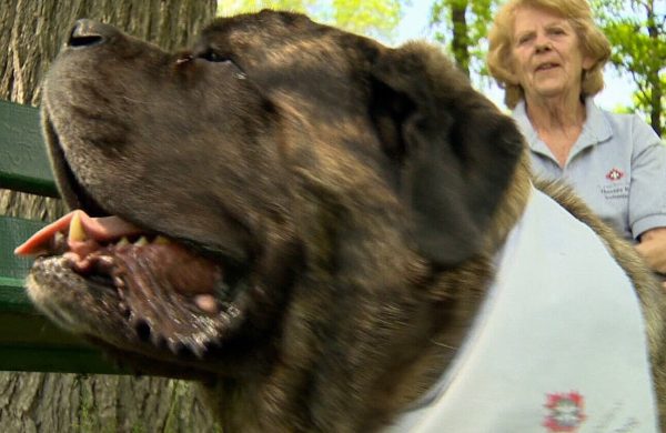 Hank, un molosso come dottore degli anziani (VIDEO)