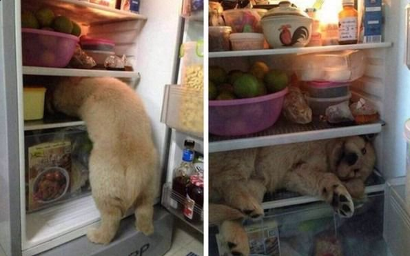 cane nel frigo
