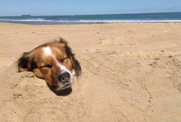 cane nella sabbia