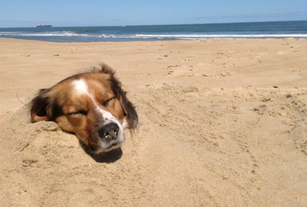 10 cani da premio per la pazienza (FOTO)