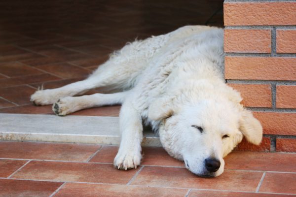 si può dare polase ai cani