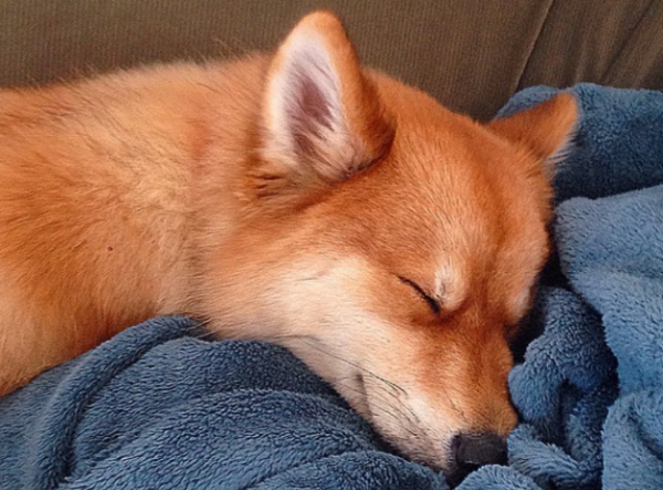 cane pomsky dorme