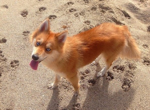 cane pomsky in spiaggia