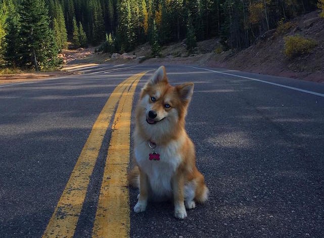 cane pomsky in strada di montagna