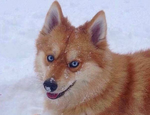 cane pomsky sulla neve