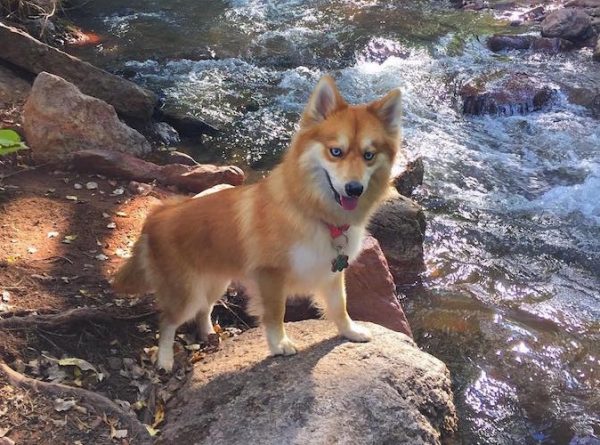 cane pomssky in riva a un torrente