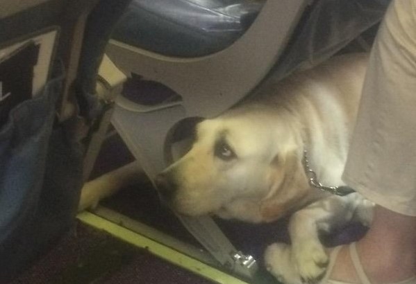 cane sotto un sedile