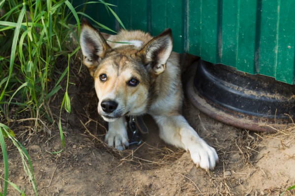 Cane pauroso con attacchi di panico e ansia