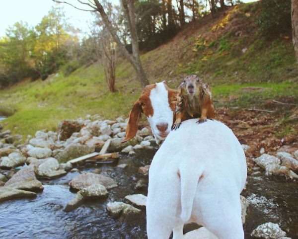 capra e cane della prateria