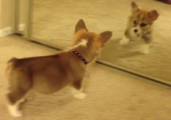 corgi si guarda allo specchio