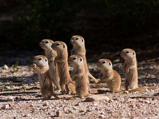 cuccioli di cani della prateria