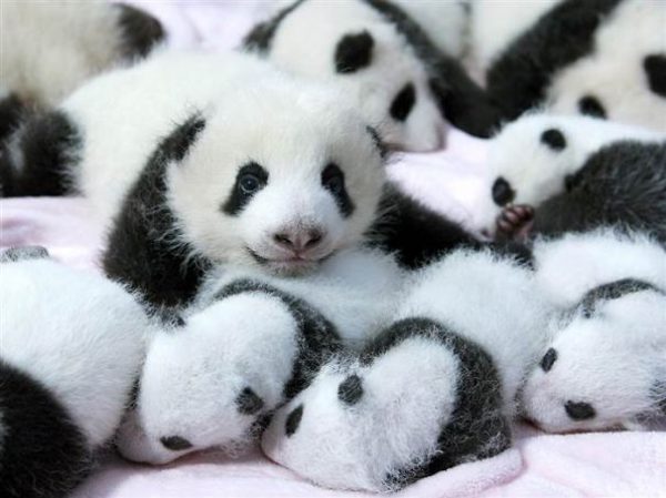 cuccioli di panda sdraiati