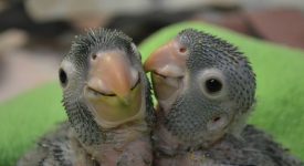 10 cuccioli tiramisu che non fanno ingrassare (FOTO)