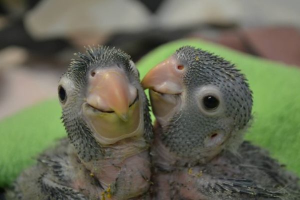 cuccioli di pappagallo