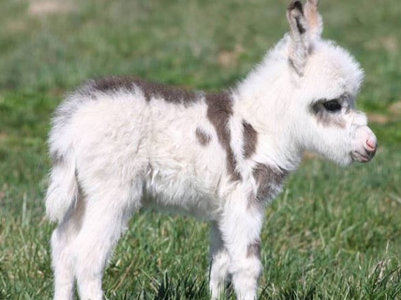 cucciolo di asino