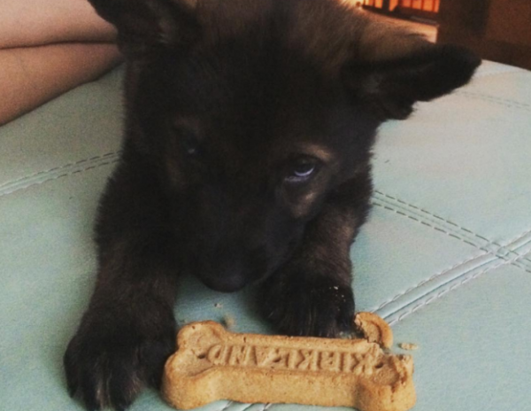 cucciolo di cane e biscotto