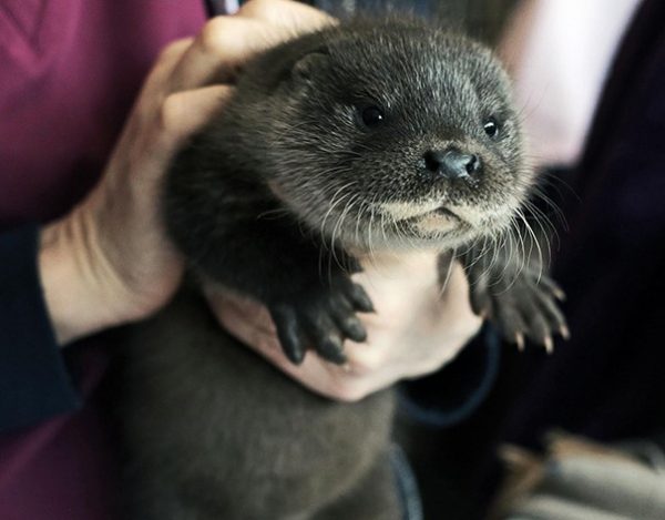 cucciolo di lontra